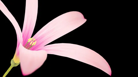 Flower Bloom Animation with Alpha 2K 動画素材 33875170