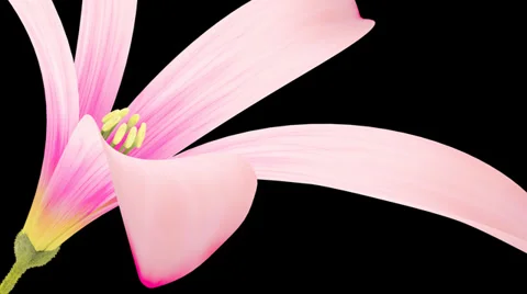 Flower Bloom Animation with Alpha 4K 動画素材 33889792