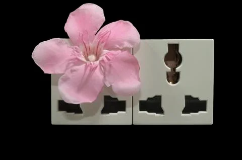 Flower bloom from ground socket Stock Photos