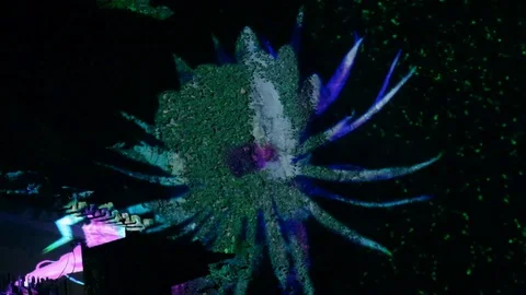 Flower bloom Interacts live with laser projector mapping Stock Footage 113656331