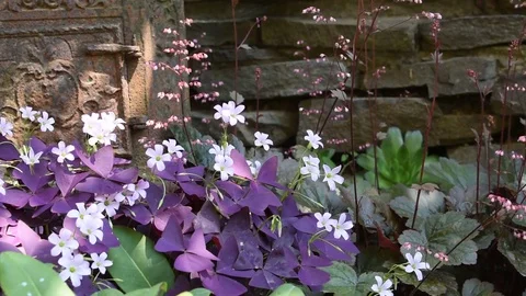 Flower bloom oxalis. Light breeze, the sounds of nature Stock Footage 109453489