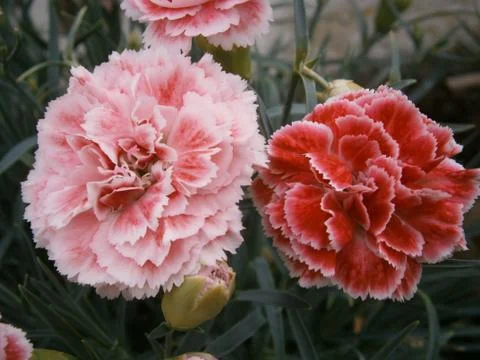 Flower bloom Foto stock