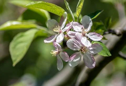 Flower in Bloom Stock Photos