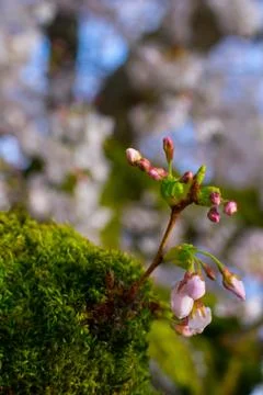 Flower before bloom Fotos Stock