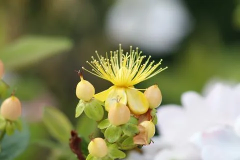 A flower in bloom Stock Photos