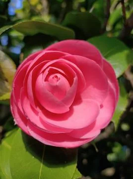 Flower in bloom Stock Photos