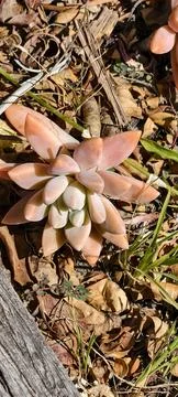 Flower bloom in the spring time 库存照片