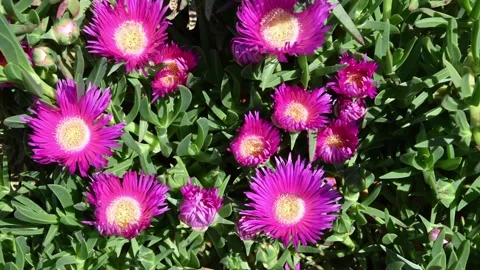 Flower bloom time lapse Video stock 235448606