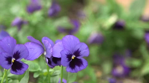 Flower bloom transition (HD) Stock Footage 46068153