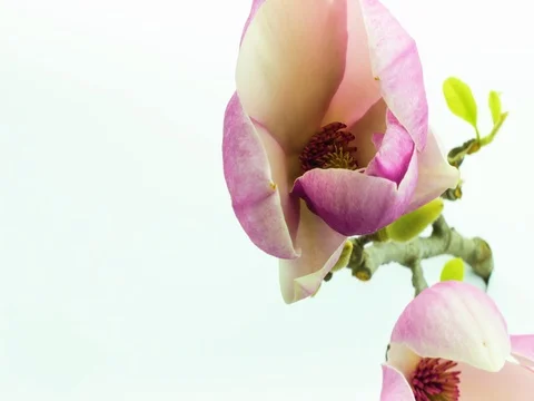 Flower blooming against White background Stock Footage 76099080