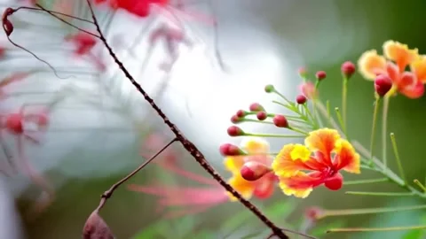 Flower is blooming and green leaf Stock Footage