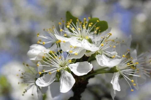 Flower. Blooming flower. Spring background. White Stock Photos