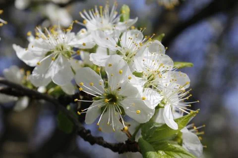 Flower. Blooming flower. Spring background. White Stock Photos