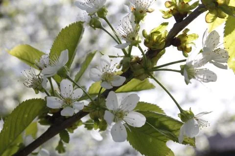 Flower. Blooming flower. Spring background. White. Leaf Stock Photos