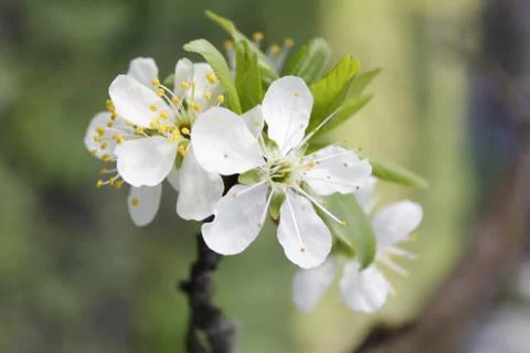 Flower. Blooming flower. Spring background. White Stock Photos