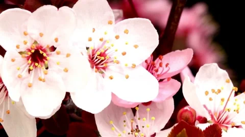 Flower Blooming, Flowers Bloom Stock Footage 272322357