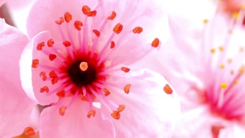 Flower Blooming, Flowers Bloom Stock Footage 272324997