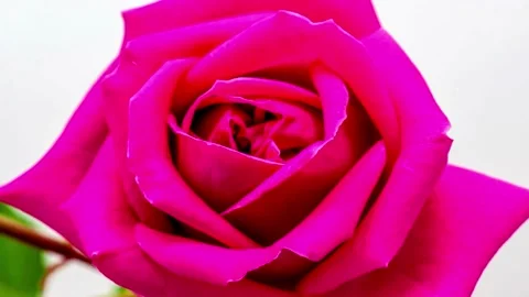 Flower Blooming, Flowers Bloom Stock Footage 272328097
