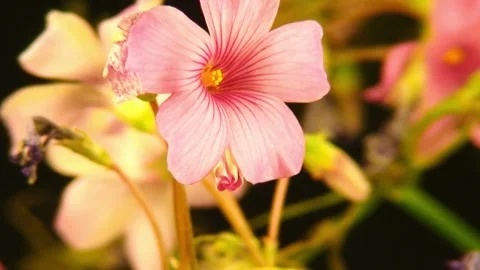 Flower Blooming, Flowers Bloom Stock Footage 272329355
