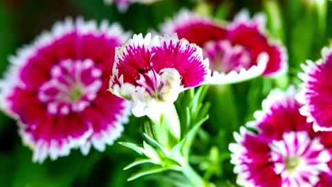 Flower Blooming, Flowers Bloom Stock Footage 272329366