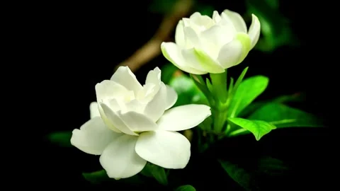 Flower Blooming, Flowers Bloom Stock Footage 272335441