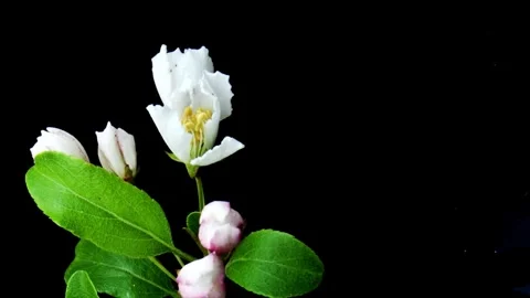 Flower Blooming, Flowers Bloom Stock Footage 272336033
