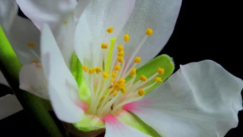 Flower Blooming, Flowers Bloom Stock Footage 272340257