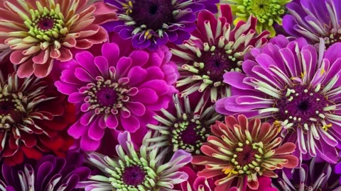 Flower Blooming, Flowers Bloom Stock Footage 272460904