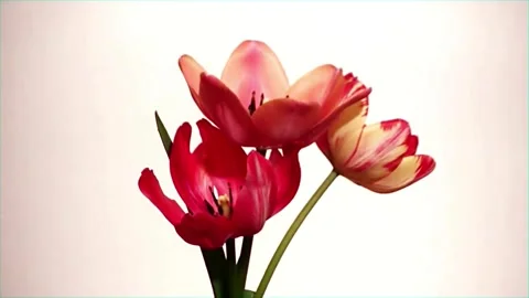 Flower Blooming, Flowers Bloom Stock Footage 272463752
