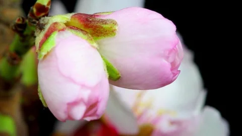 Flower Blooming, Flowers Bloom Stock Footage 272464656