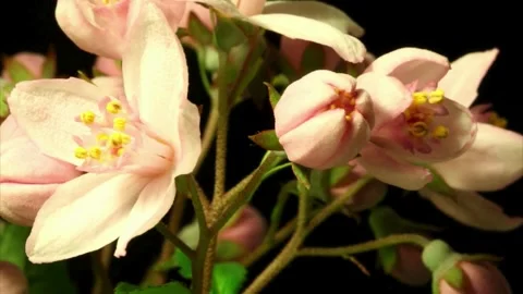 Flower Blooming, Flowers Bloom Stock Footage 272465261