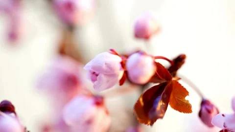 Flower Blooming, Flowers Bloom Stock Footage 272465281