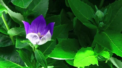 Flower Blooming, Flowers Bloom Stock Footage 272465355