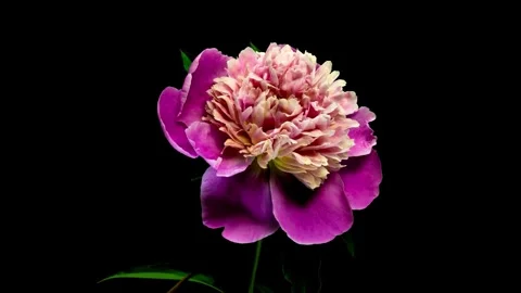 Flower Blooming, Flowers Bloom Stock Footage 272467006