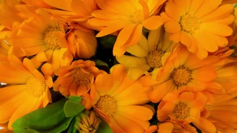 Flower Blooming, Flowers Bloom Stock Footage 272467117