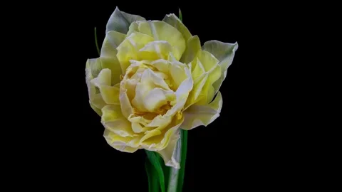 Flower Blooming, Flowers Bloom Stock Footage 272467650