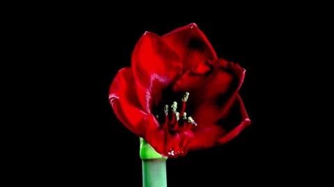 Flower Blooming, Flowers Bloom Stock Footage 272467659