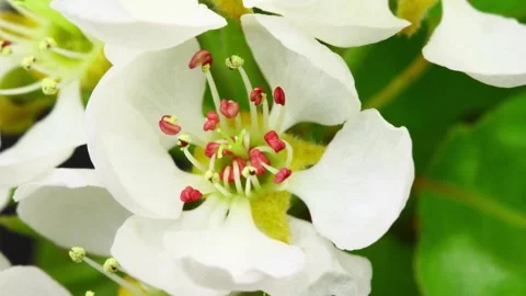 Flower Blooming, Flowers Bloom Video stock 272467689