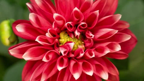 Flower Blooming, Flowers Bloom Stock Footage 272467691