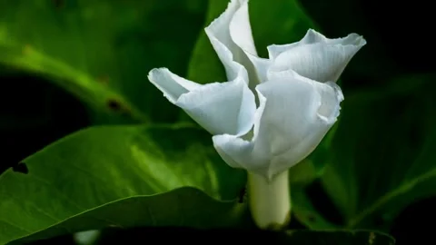 Flower Blooming, Flowers Bloom Stock Footage 272467706