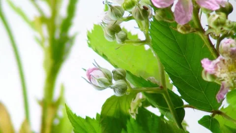 Flower Blooming, Flowers Bloom Stock Footage 272468558