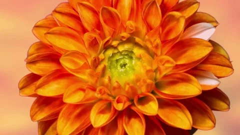 Flower Blooming, Flowers Bloom Stock Footage 272469352