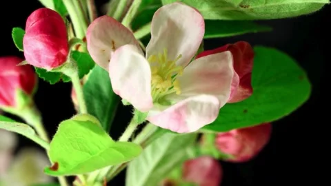 Flower Blooming, Flowers Bloom Stock Footage 272469417