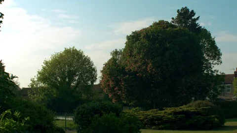 Flower Blooming Park Trees Stock Footage 76105255