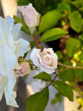 Flower Blooming Stock Photos