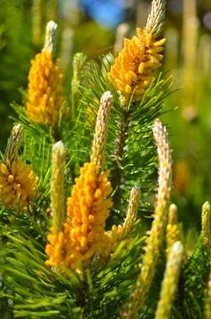 Flower blooming pine at spring Foto stock