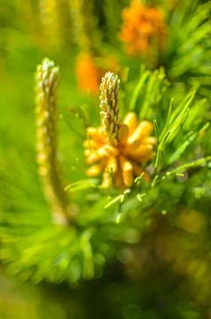 Flower blooming pine at spring Stock Photos