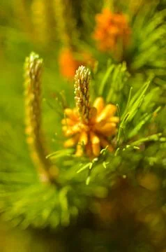 Flower blooming pine at spring Stock Photos