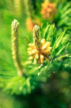 Flower blooming pine at spring Foto stock