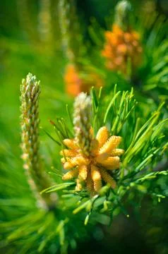Flower blooming pine at spring Stock Photos